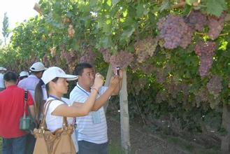 葡萄种植技术.jpg 葡萄种植技术.jpg