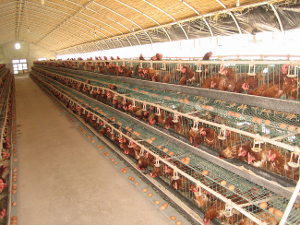 鸡舍.jpg 鸡舍.jpg