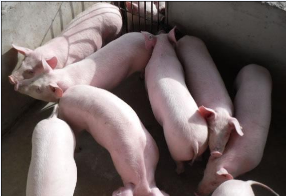 养殖猪.png 养殖猪.png