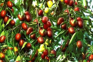 红枣=0.jpg 红枣=0.jpg