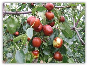 青枣0.jpg 青枣0.jpg