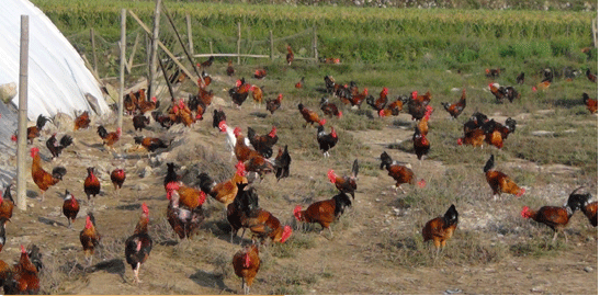 土鸡.png 土鸡.png