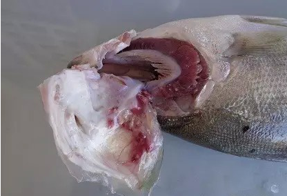 图片1.png 图片1.png