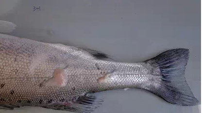 图片4.png 图片4.png