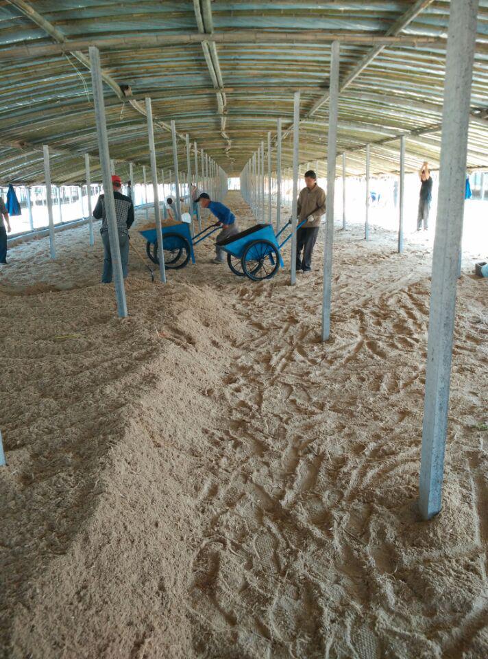 技术专家指导建造发酵床