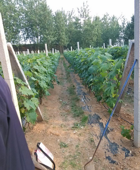 如金菌种植葡萄.png 如金菌种植葡萄.png