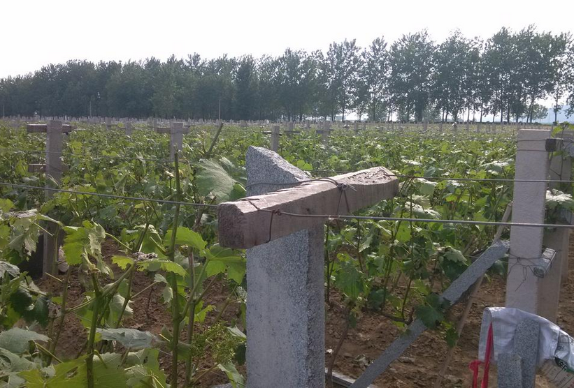 如金菌葡萄架.png 如金菌葡萄架.png