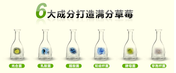 如金草莓种植菌种