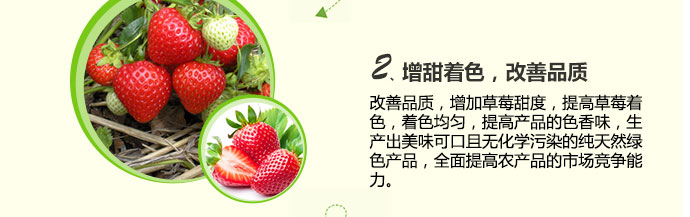 如金草莓种植菌种