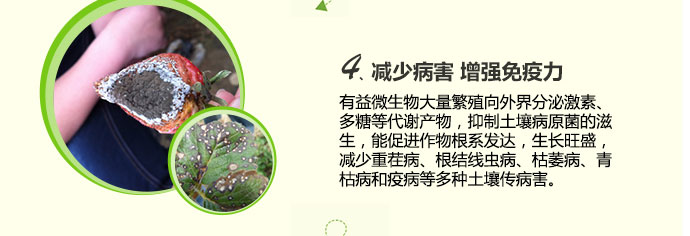 如金草莓种植菌种