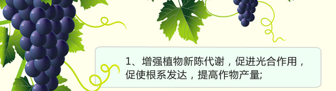 如金葡萄种植em菌种