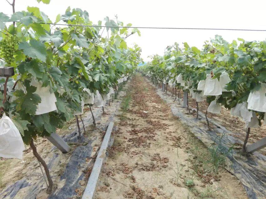 用对如金有机肥，增产3百万