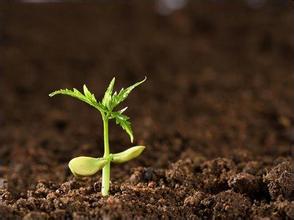 如金菌秸秆还田