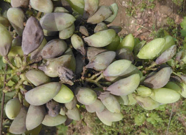 如金菌霜霉病表现