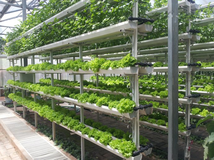 如金菌无土栽培技术 如金菌无土栽培技术