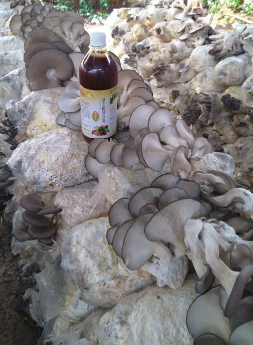 如金菌种植 如金菌种植