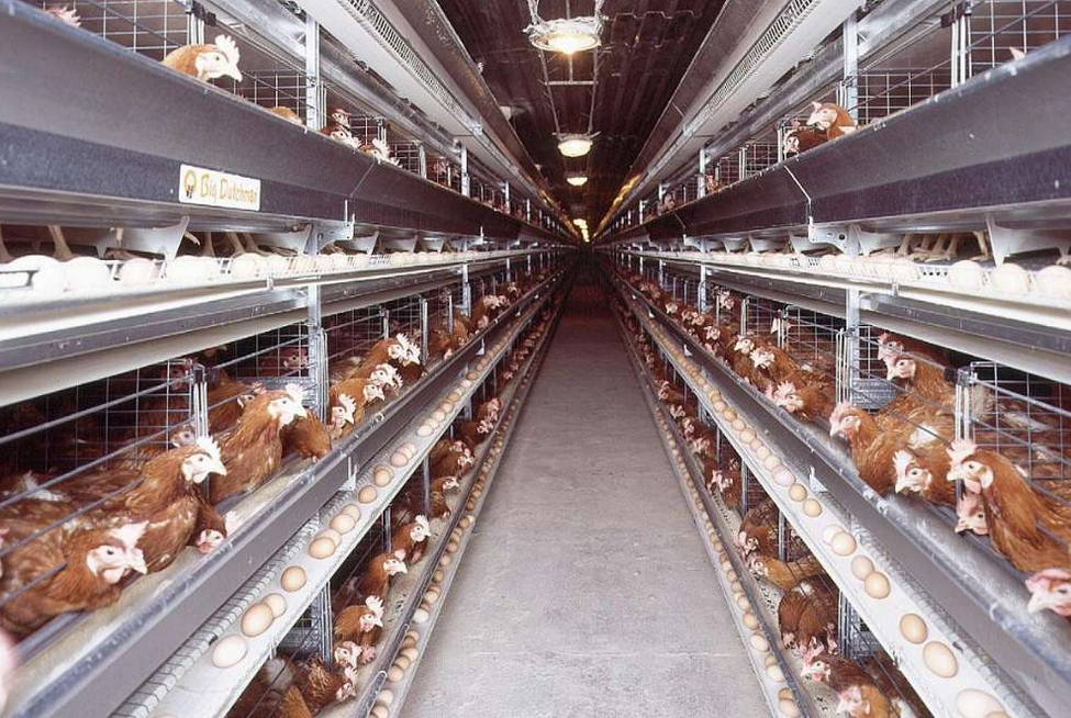 如金养鸡 如金养鸡