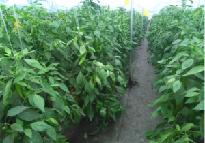 辣椒种植效果-如金菌 辣椒种植效果-如金菌