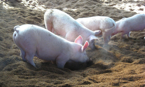 发酵床养猪