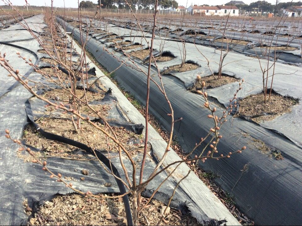 丹阳蓝莓基地 丹阳蓝莓基地