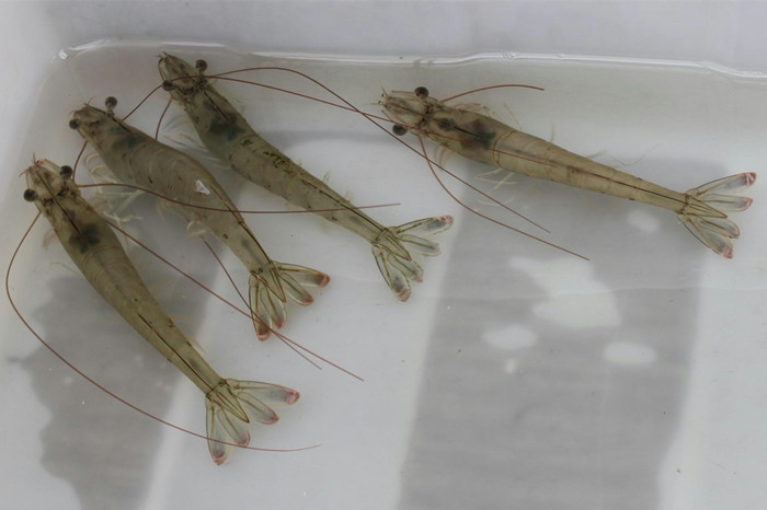 南美白对虾 南美白对虾