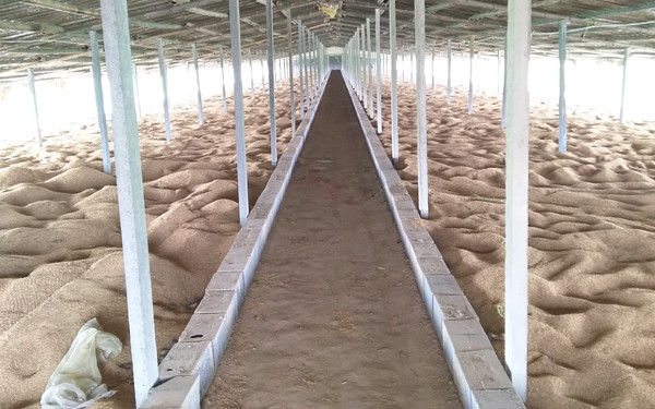 发酵床养鸭-如金 发酵床养鸭-如金