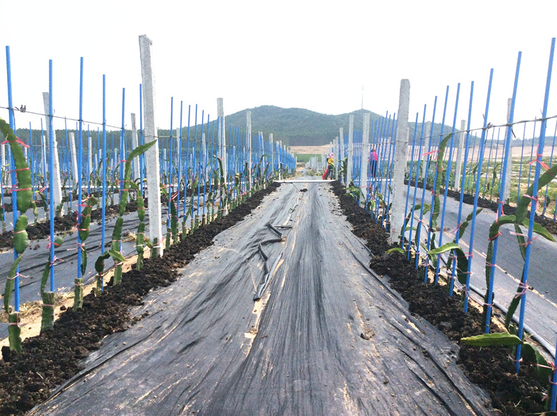 海口出差 -火龙果