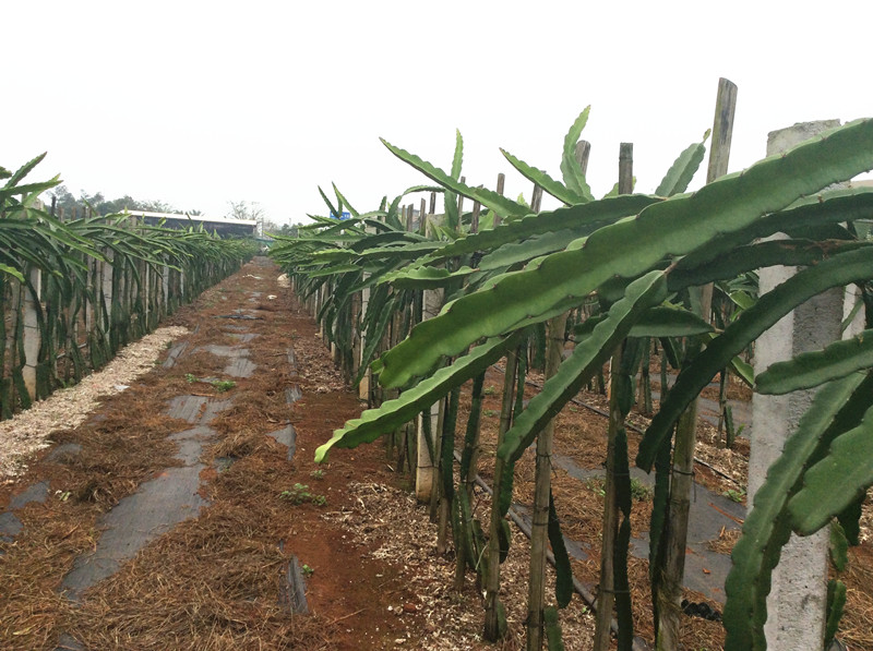 海口-如金菌发酵