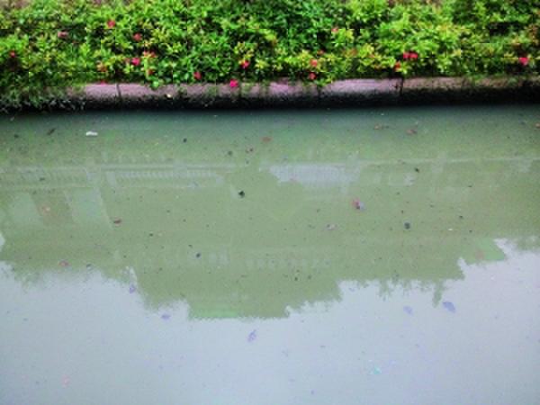 水质发绿