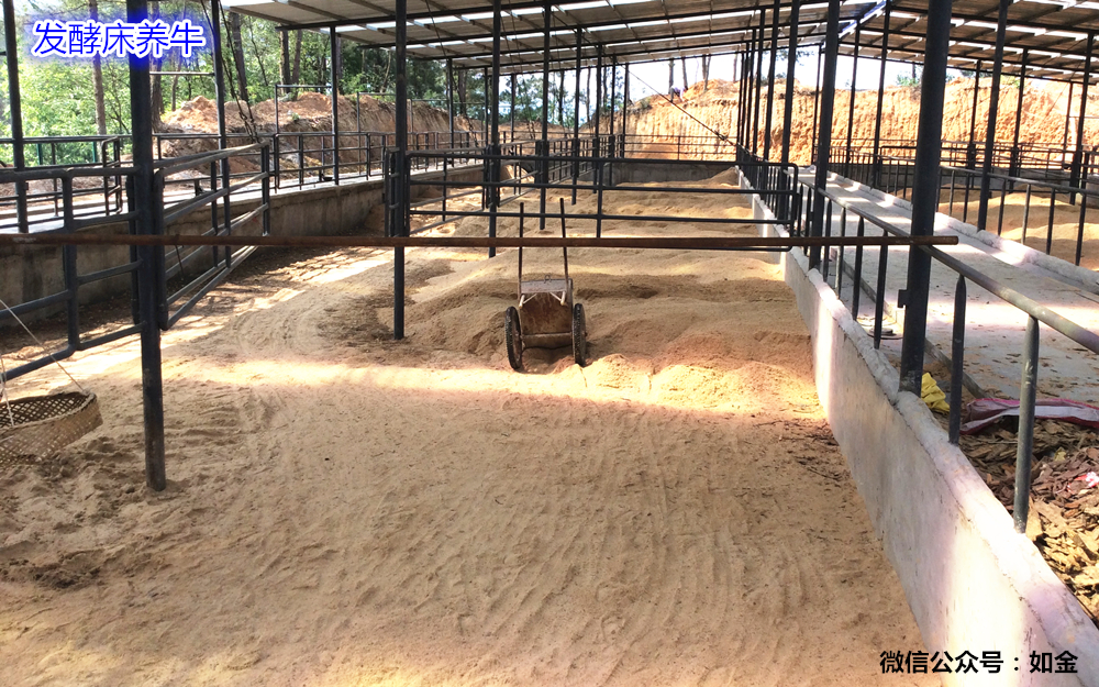 如金发酵床养牛