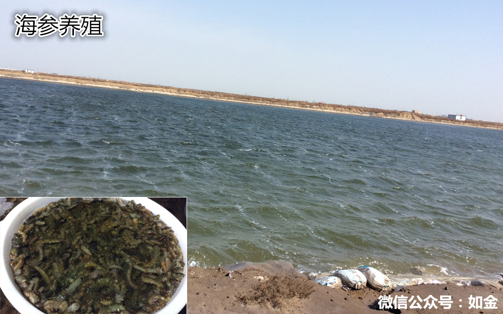 如金菌海参养殖