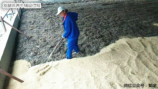 如金发酵床养牛 如金发酵床养牛