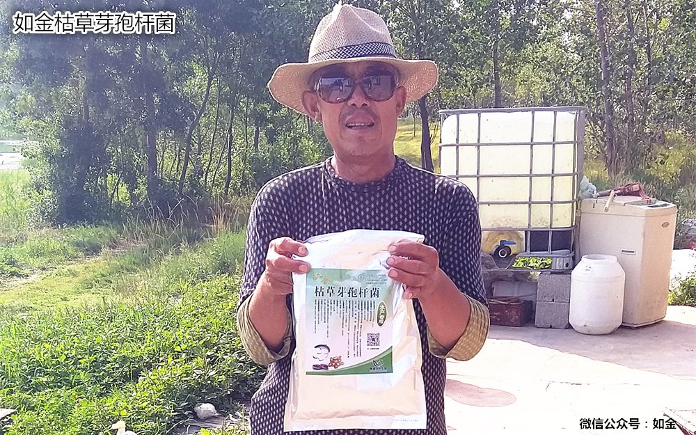 如金枯草芽孢杆菌