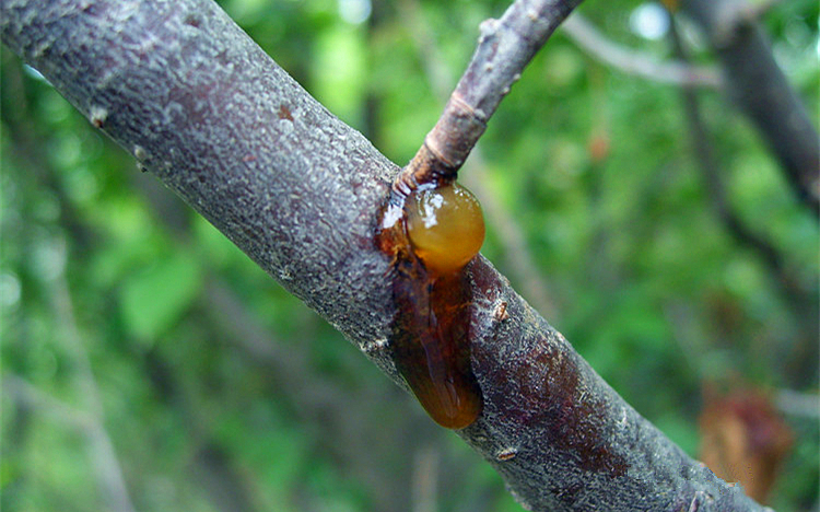 流胶病桃树