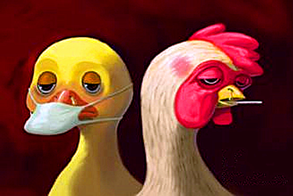 鸡呼吸道疾病需要综合防治 鸡呼吸道疾病需要综合防治