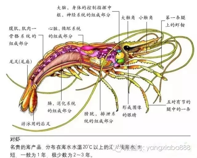 关于对虾用药的问题