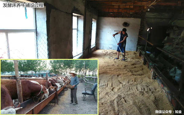 案例丨百平米小牛棚用发酵床养出大效益！