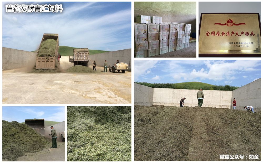 成功案例丨大规模青贮饲料，全靠如金来发酵！