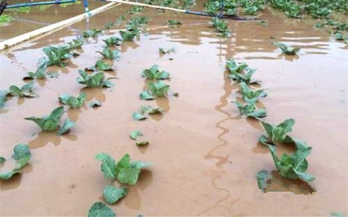雨灾对蔬菜的危害表现 (2).jpg 雨灾对蔬菜的危害表现 (2).jpg