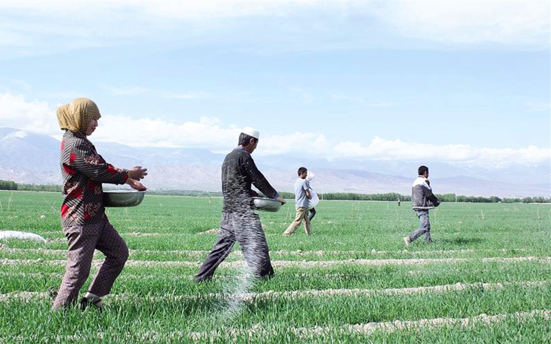 农作物千万别这样用肥,危害很严重! 农作物千万别这样用肥,危害很严重!