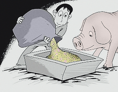 原创丨自配猪饲料必须遵循这些原则! 原创丨自配猪饲料必须遵循这些原则!