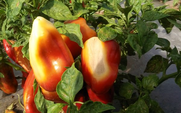 夏天辣椒也要防晒！