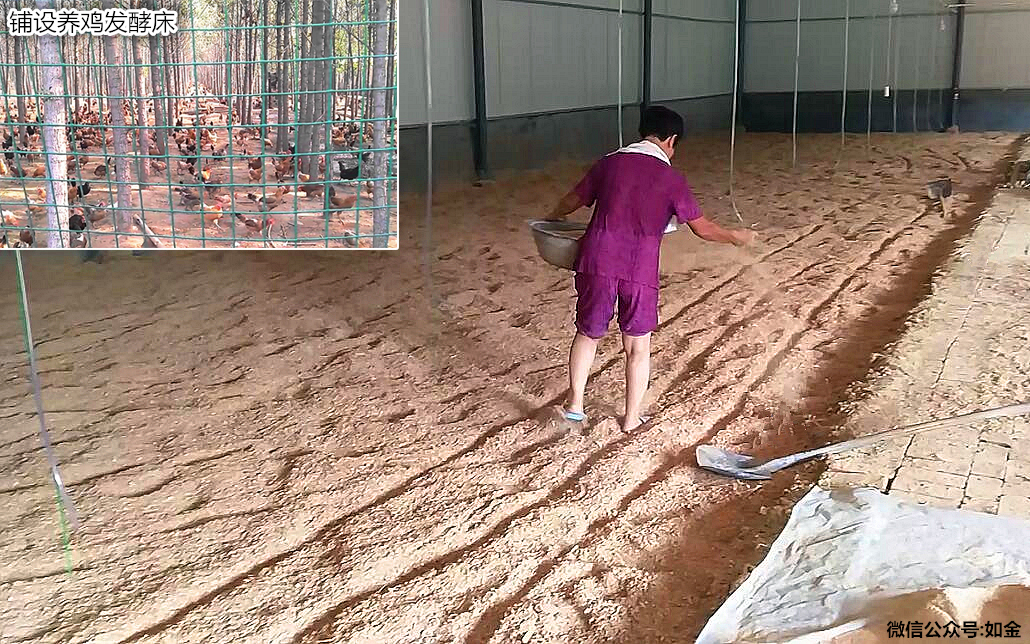 案例丨如金发酵床技术惠及衡水养鸡场