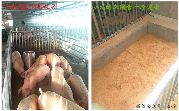 案例丨发酵床助小面积猪舍远离脏乱臭！