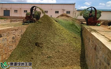 原创丨制作青贮饲料您可能不知道的小窍门! 原创丨制作青贮饲料您可能不知道的小窍门!