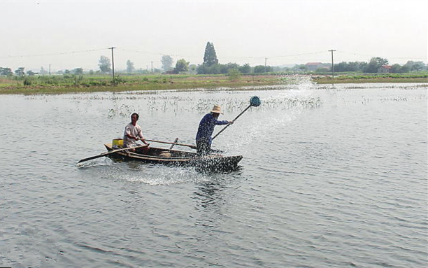 养殖池塘施药不注意这几点等于白忙！