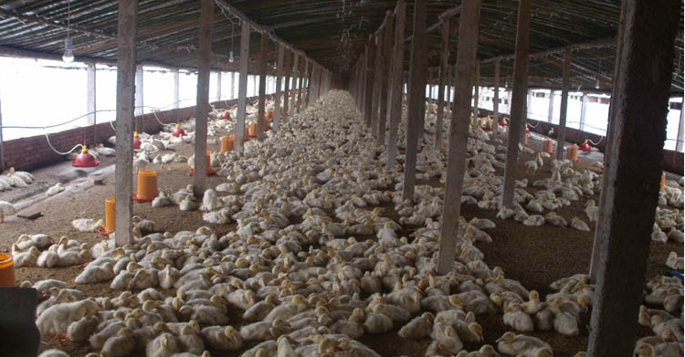 发酵床养鹅 发酵床养鹅