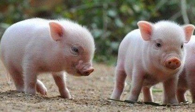 养猪 养猪