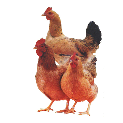 养鸡 养鸡