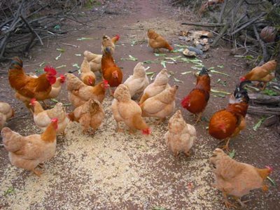养鸡 养鸡
